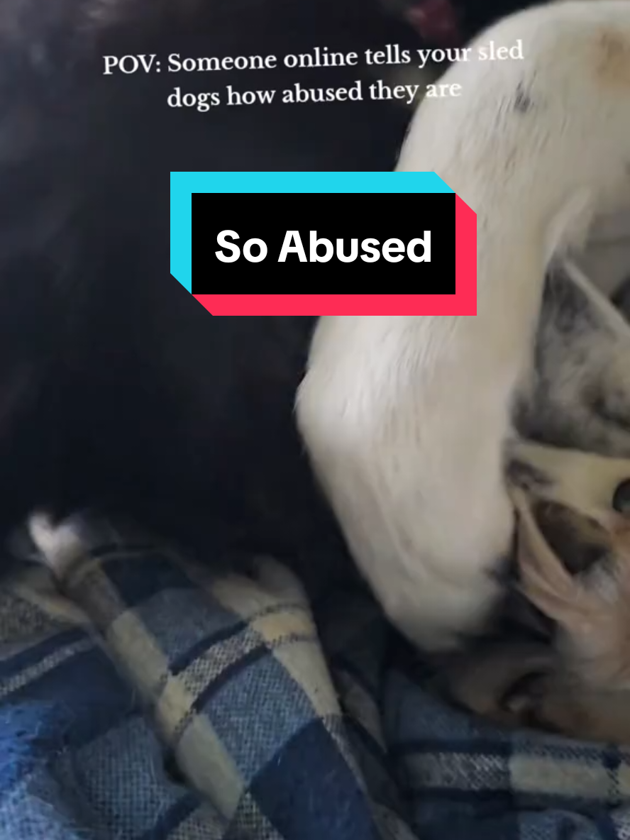 clearly shadow is distraught #sleddogs #seppalasiberian #siberianhusky #petasucks #workingdogsoftiktok 