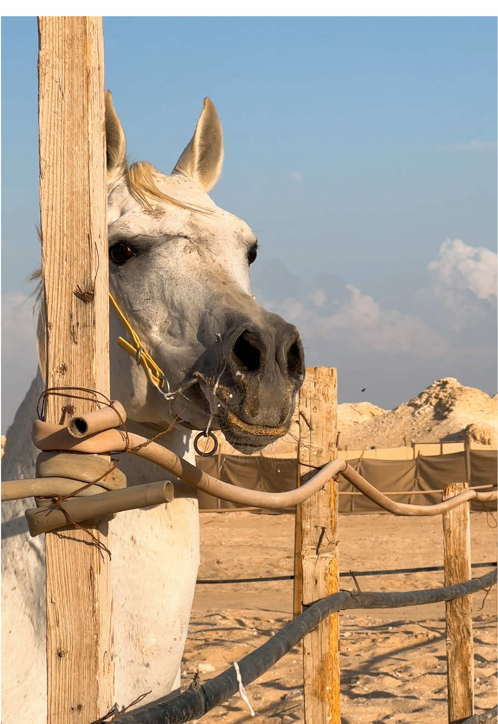 ســهم،ماشاء الله تبارك الله 🤍 #حصان_عربي_اصيل  #الخيل_العربية_الاصيلة  #اكسبلور 