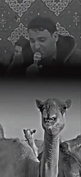 حنين انياقي الشاعر حويل اعويضه #تصميم_فيديوهات🎶🎤🎬 #ذوقين_شعر_الشعبي #شتاوي_وغناوي_علم_ع_الفاهق❤🔥 #،fypシ #شعب_الصيني_ماله_حل😂😂 