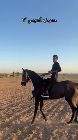 #نادي_الموصل_للفروسيه #حمودي_النعيمي_515 #الخيالهہ🐎🍃🌸💚 #ترندات_تيك_توك #خيل_عربي_اصيل🐎🐎 