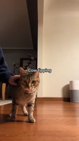 she didn’t seem to mind #catsoftiktok #cowtipping #cutecat #tabby #fyp 