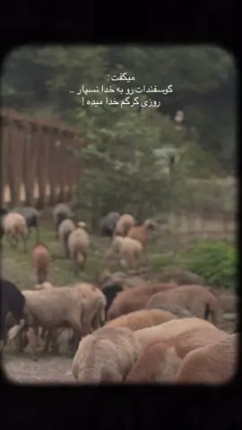 لایک و فالو هم یادت نره 🫠🫶🏻