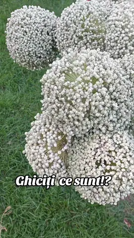 #natura #viatalatara #verde #viral #goviral #videoviral #vibe #posts #viralvideos #interespublic #tiktok #foryou #tiktokromania #misiuneatiktok 