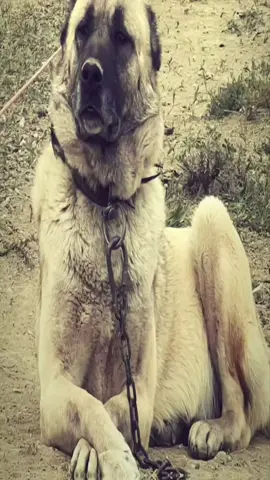 #CapCut Kangul.#fyppppppppppppppppppppppp #kesfet #keşfet #sivas 