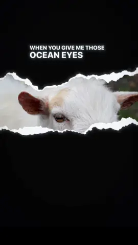 Goat eyes look unusual because they have horizontal, rectangular pupils and eyes positioned on the sides of their heads, which provide a wide 320-340 degree field of vision to help them spot predators from any direction. The pupils can also rotate to stay parallel to the ground, even when the goat lowers its head to eat, maintaining a clear view of the ground around them.
