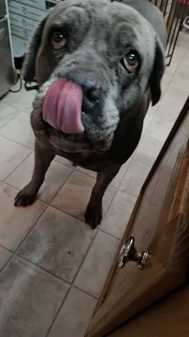 #Meme #MemeCut #CapCut Quality is never an accident, go hard or go home!! #canecorso #dogsoftiktok                       I do not own rights to this music/song. 