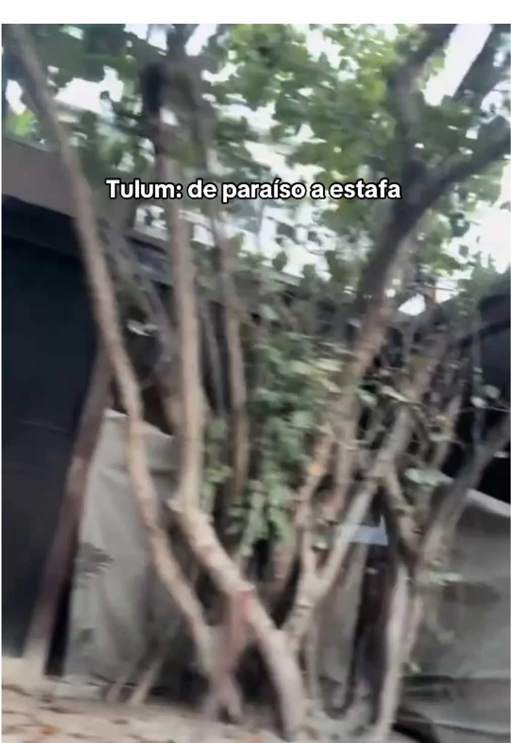 #pegar con @omaralmeidaa cosechó lo que sembró Tulum #garytravel #turismo #tulum 