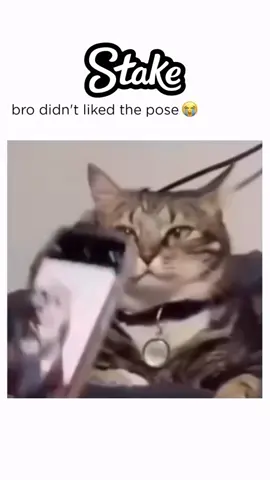 #cat #funny #viral 