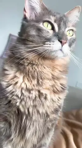 #zizzy #migato #mycat 