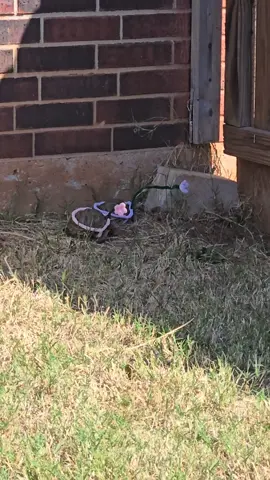 Latest experiment the girls are fast and good at hiding #boxturtle #turtle #reptile #outsidetime☀️ 