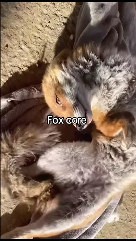 #fox🦊 #foxy #cute #pet #tiktokfoxes 