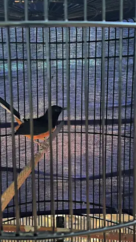 Jendral baru seminggu udah juara 2 murai Pastol #muraibatuindonesia #muraibatu #kicaumania #kicaumaniaindonesia #muraimania 