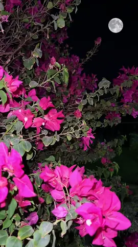 #القمر #العين #اكسبلور #اكسبلورexplore #دولة_الامارات_العربية_المتحدة 