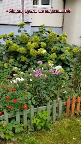 Продолжаем блог о саде и огороде 🤣🍁🍃🍂🙌🌞💫❤️ А если серьезно,то жалко осенью срезать цветочки 💔🙌