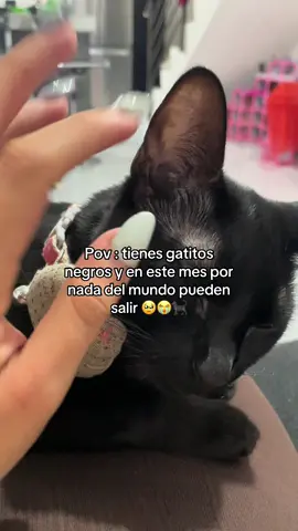 #viral #gatosnegros #plyp 