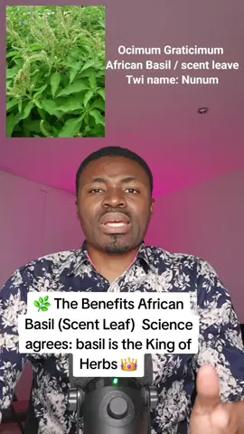 “Basil 🌿 — Nunum — is more than flavor. Science proves it supports diabetes care, blood pressure, stress relief, and immunity. Don’t just cook with it, heal with it! AfricanHerbs  HealthTips GoViral GhanaTikTok #ScentLeaf #BasilBenefits #HerbalMedicine #DrNiwat #NaturalHealing”@NIWAT SCIENTIFIC HOSPITAL @ERIC YEBOAH @Adwoalilybet 