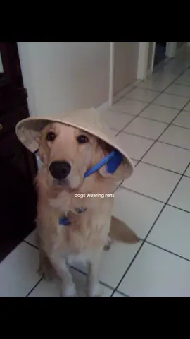 #dog #hat #me #fyp 