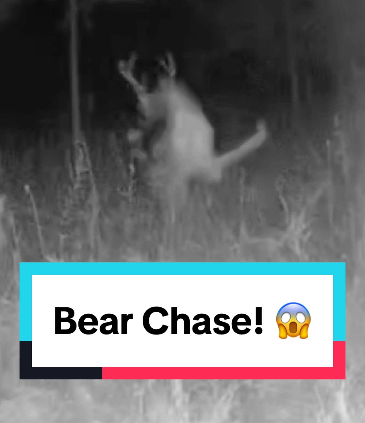 What do you think happened here?! 🦌🐻   Take a closer look at the deer! 👀 #deerhunting #Outdoors #hunting #deer #bear 