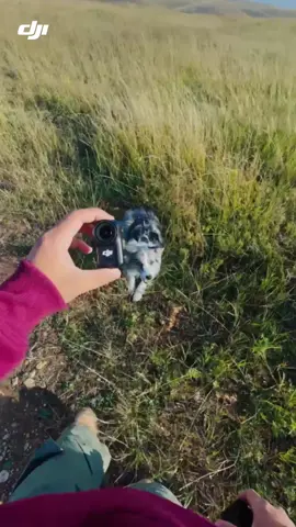 🐾 POV: Sunset strolls through puppy eyes 🐶Every wag, every step — captured with ease. Lightweight and ready for anything, Osmo Nano turns simple walks into vivid stories. With its sleek, magnetic design, explore new angles and let your pet adventures shine. 🎥: zhaochichi #DJI #DJIOsmoNano #OsmoNano #pocketcamera #vloggingcamera #actioncamera