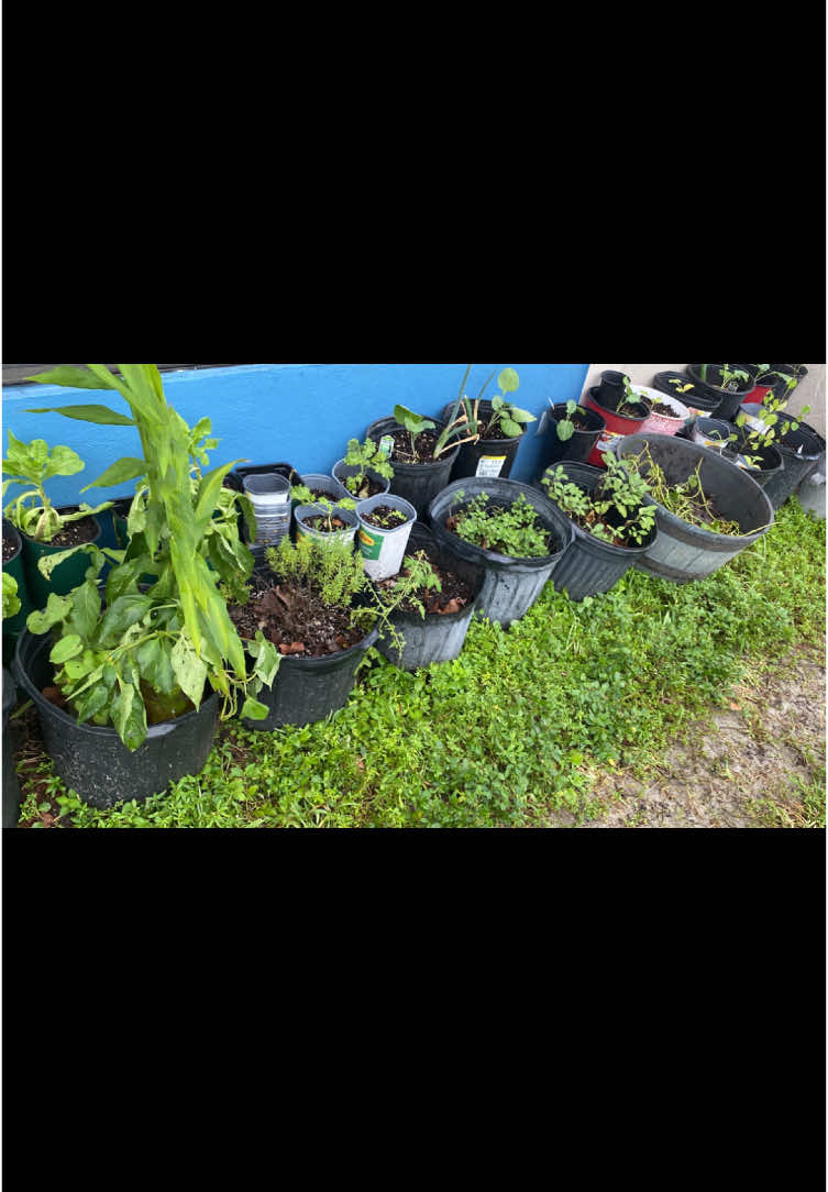 Welcome to my Apartment Garden #growyourownfood #growwhatyoueat #eatwhatyougrow #floridagarden #garden #gardener #gardenersoftiktok #TikTokLearningCampaign #plants #apartmentgarden 