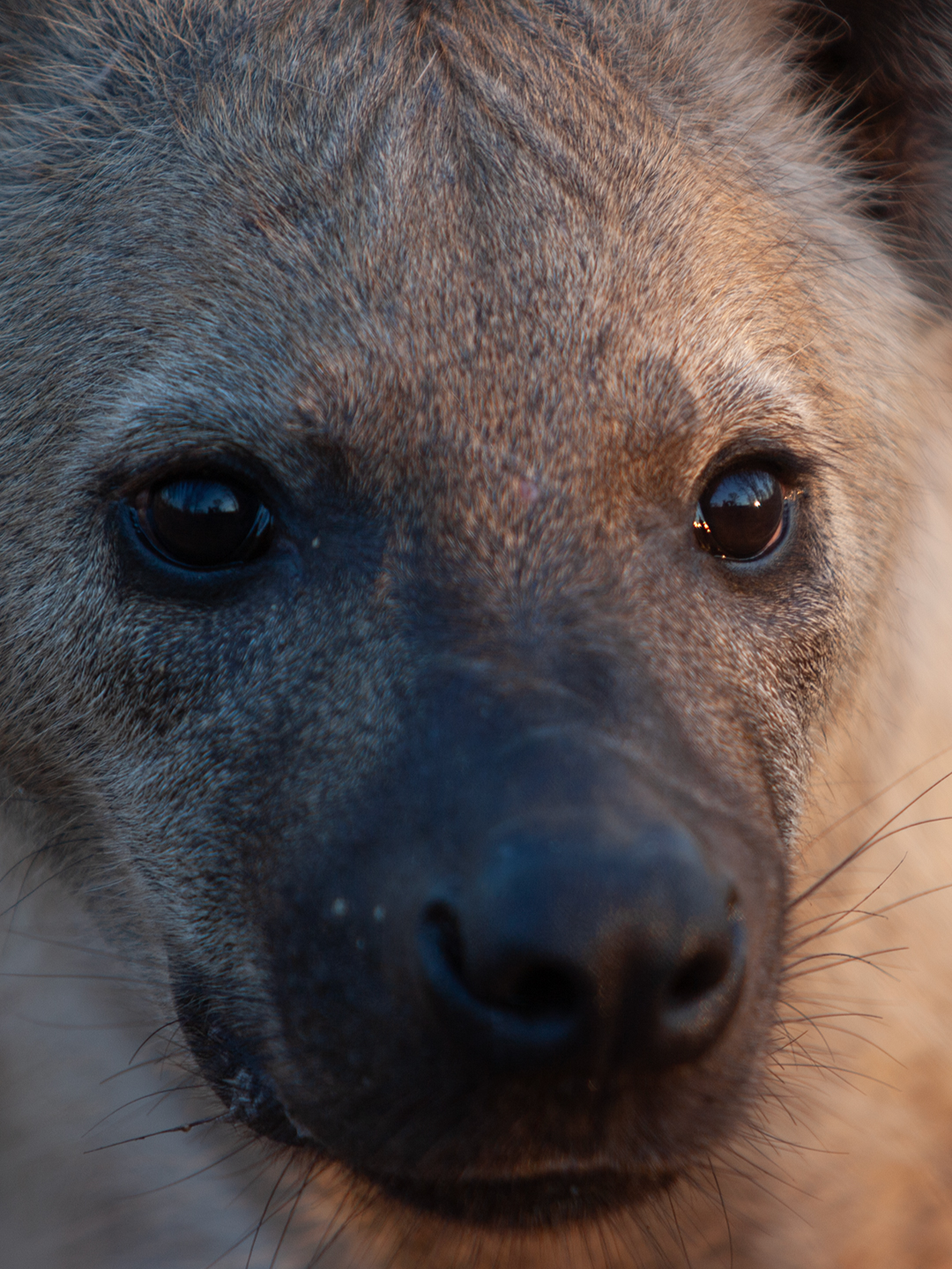 For a young male hyena trying to eke it out on his own, dangers are everywhere.  📺 Unholy Alliance (streaming free on Earth Touch TV)