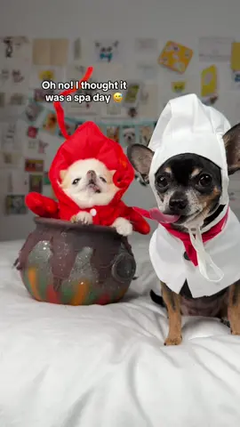 One of our funniest Halloween dog costumes ever 👻 Chef Maya Papaya vs Lobster Chihuahua Cedric 👻 Happy Spooky Season! 👻🐾🦞 #fyp #halloween #spookyseason #funnydogs #chihuahua 