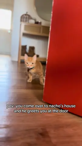 nacho house tour😮‍💨 #cat #catsoftiktok 