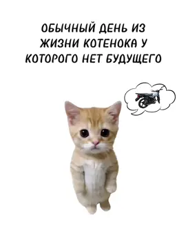 Один день из жизни котенка на альфе #р_е_к_о_м_е_н_д_а_ц_и_и #иваново37 #мотоцикл 