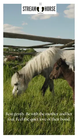 Forget the noise. Forget the newsfeed. When anxiety is an ocean, let the quiet presence of a horse be your anchor. 🐴 They are a living, breathing antidote to overload, showing us that stillness is always possible. Just breathe. Send this peace to a friend who needs it. #horses #healing #peacefulmoments #babyanimals #cuteanimals 