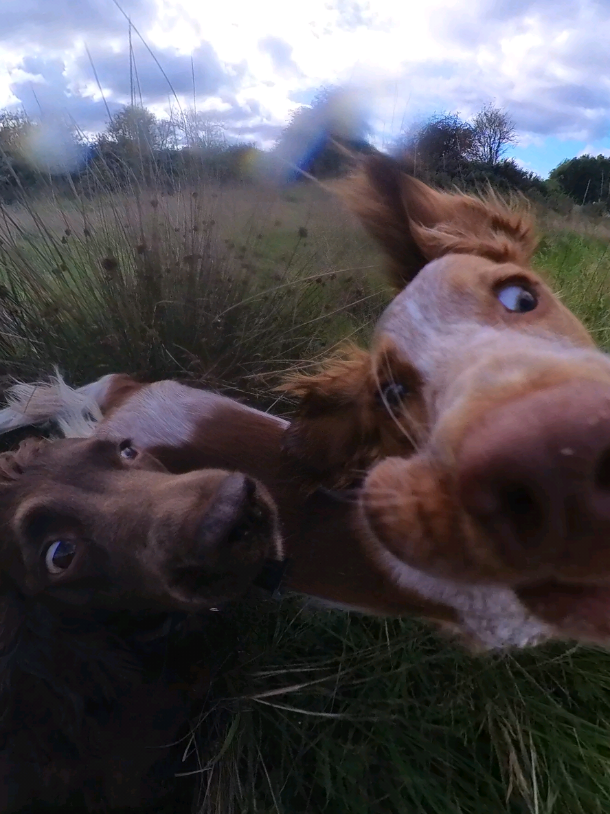 Flappy ears and a beat that hits harder than zoomies #dogpov #funnydog #cockerspaniel #insta360 