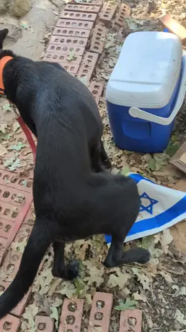 Getting Jet his outside bathroom fixed. #israel 