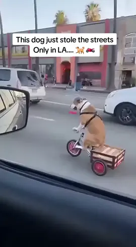 Dog on a tricycle spotted in LA #losangeles #funnydog #soraai #ai 