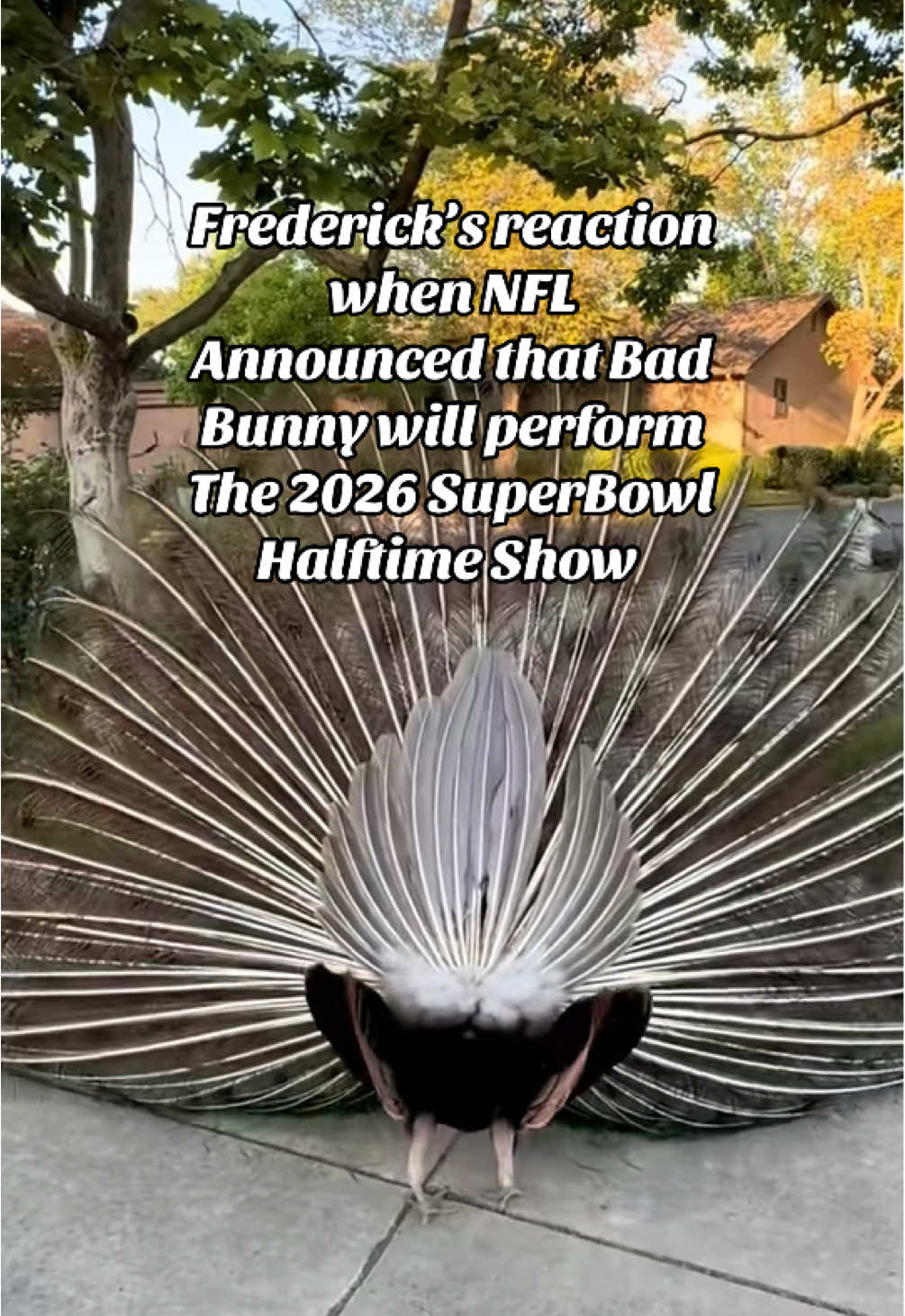 Happy Weekend Everyone  #NFL #badbunny #peacock #halftimeshow #birdsoftiktok 