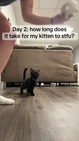 How long does it take for Spook to stfu? Today was rough #cat #kitten #meow 