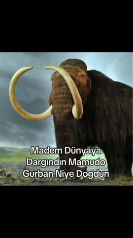 Mamudo Gurban Niye Dogdun #mamut #mamudoo #takoo #keşfett #keşfettttt 