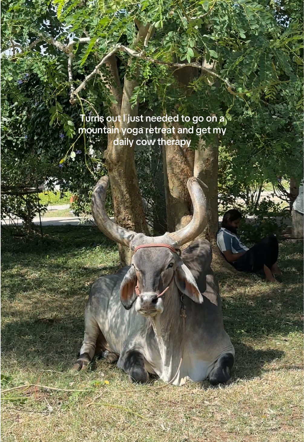 cows are said to be highly intuitive, and for many spiritual traditions, they are honored as living reminders of the gentle intelligence inherent in nature