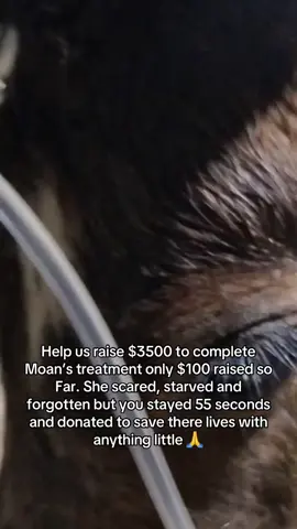 Help us raise $3500 to complete Moan’s treatment only $100 raised so Far. She scared, starved and forgotten but you stayed 55 seconds and donated to save there lives with anything little 🙏#fyyyyyyyyyyyyyyyy #fyp #fypシ #page #sad #viral #tiktok 