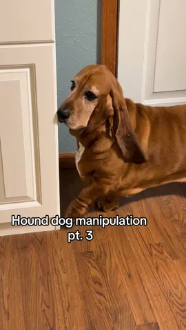 He’s good at those puppy dog eyes 🥺 #fyp #foryou #foryoupage #bassethound #cute 