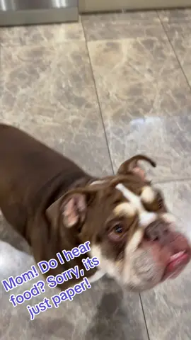 When even paper maybe food! 😂😂##dogs #bulldog #dogsoftiktok #englishbulldogsoftiktok #fyp 