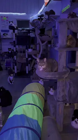 #cat #catsoftiktok 