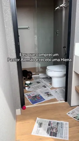Essa cachorra é uma figura  #pastoralemao #engracado #comediahumor 