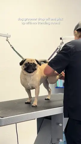 Three pugs is never not chaotic 😅 @Unique I SAHM 🎀  #pugs #grumble #notrendingaudio #dogasmr 