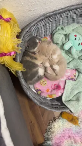 #CapCut #oddlysatisfying #perte #فرنسا🇨🇵_بلجيكا🇧🇪_المانيا🇩🇪_اسبانيا🇪🇸 #عيراق_كوردستان_هةولير_سليماني_ 