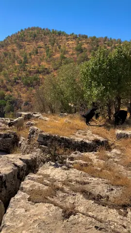 وارئ زیوەئ 📷🍂🍁🥀