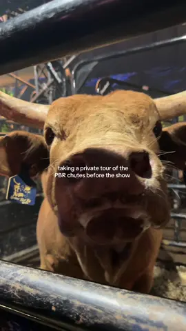 can I pet that dog #pbr #westernfashion 