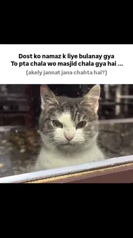 akely jannat jana chahta hai? 🤭😅 #1millionauditon #islam #foryoupage❤️❤️ #islamic_video #1millionauditon #islam #foryoupage❤️❤️ #islamic_video #1millionauditon #islam #foryoupage❤️❤️ #islamic_video #1millionauditon #islam #foryoupage❤️❤️ #islamic_video #1millionauditon #islam #foryoupage❤️❤️ #islamic_video #1millionauditon #islam #foryoupage❤️❤️ #islamic_video #1millionauditon #islam #foryoupage❤️❤️ #islamic_video 