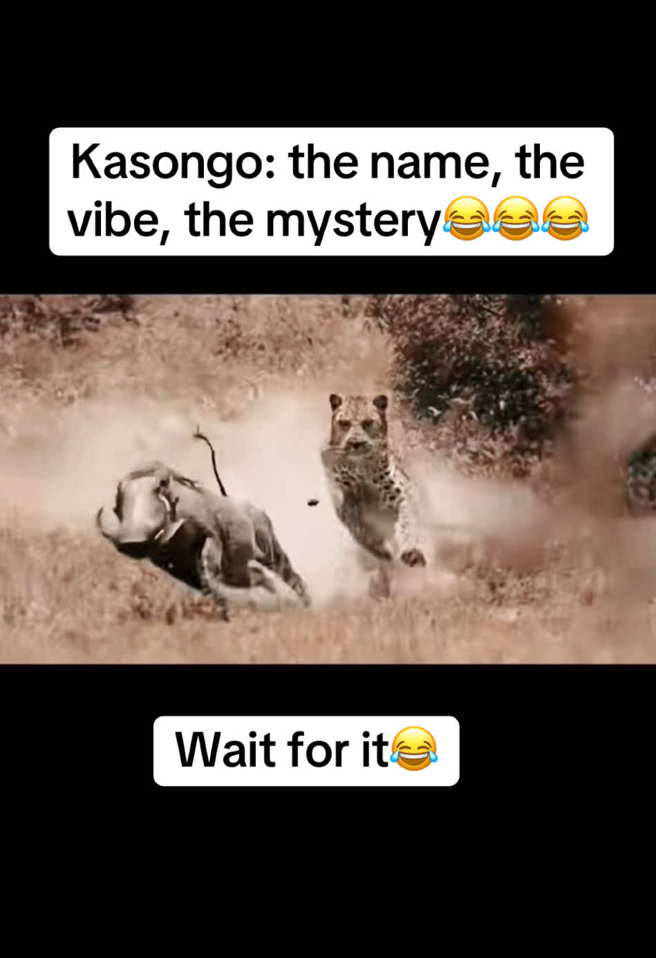 Kasongo: the name, the vibe, the mystery😂😂 #😂 #fyp #warthog #fypシ #lion #foryoupage #funnyvideos #wildlife #fypage #wildanimals #kasongo 