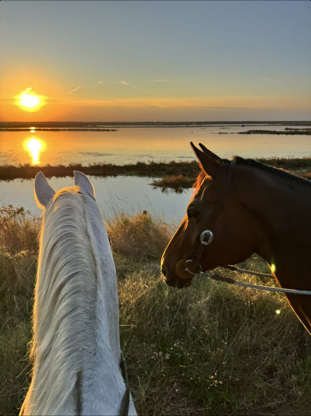 @GRE🦄 #sunset #horsesunset #beachhorse #horselovers #ravenna 