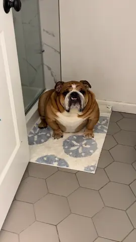 He’s voluptuous okay. #englishbulldog #bulldog #dogsoftiktok 