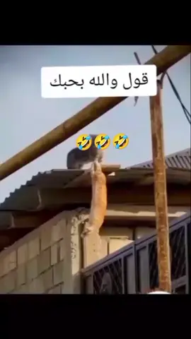 #indianfood #شعب_الصيني_ماله_حل😂😂 #